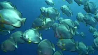 Рас Мохаммед Подводный мир (Ras Mohammed) Шарм-Эль-Шейх Египет