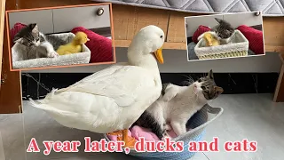Ducks and cats meet again a year later. The duck wants to sleep with the cat, and the cat is angry.
