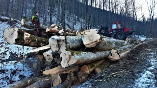 STIHL 500i schlachtet Buchen!!