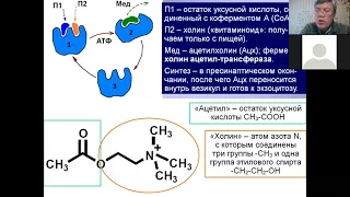 Дубынин МФК весна 2021 Химия мозга 4 ацетилхолин