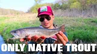 FLY FISHING SOUTH PINE CREEK | IOWAS RAREST TROUT SPECIES | DRIFTLESS REGION NATIVE BROOK TROUT