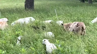 New lamb crop is exploding in weight gains from weeds!