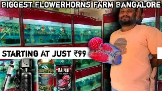 Wholesale Flowerhorns Sai Flowerhorns Vastu Fish In KR Puram All over Karnataka #flowerhorn #fish