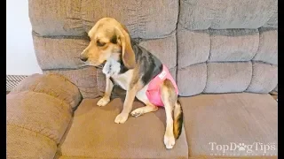 How to Make a Dog Diaper Yourself for Cheap (Simple DIY Guide)