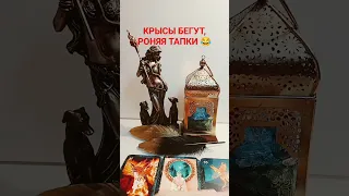 КРЫСЫ БЕГУТ, РОНЯЯ ТАПКИ 😂 #бумерангврагу #sonyataros #сонятаро #таро #tarot #тароонлайн #магия