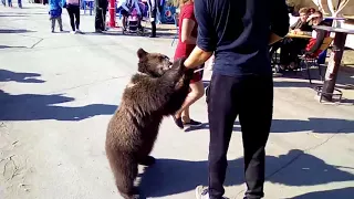 " Говорят, что русские с медведями не гуляют".