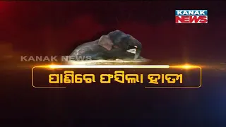 Tusker Gets Stuck At Mundali Barrage In Cuttack, Reaction Of DFO And Cop