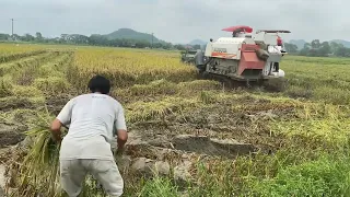 Hôm nay bá ký đi thuê máy gặt lúa