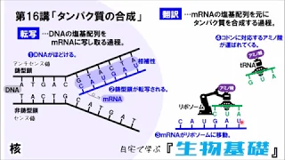 【高校講座 生物基礎】第16講「タンパク質の合成」