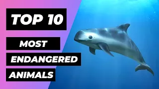 TOP 10 Most ENDANGERED Animals In The World | 1 Minute Animals