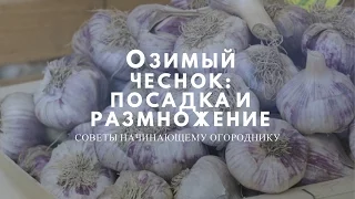 Озимый Чеснок: посадка и размножение .Советы начинающему огороднику.