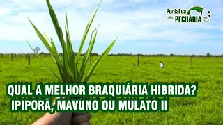 Qual a melhor Braquiária hibrida? Ipiporã, Mavuno ou Mulato II