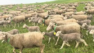 Los merinos esperando que pase el agua , para poder entrar en el pienso..