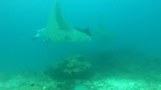 Manta dive at Mahibadhoo Madivaru, South Ari Atoll, Maldives, September 22, 2022