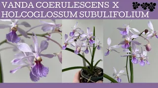 Vanda coerulescens x Holcoglossum subulifolium: an intergeneric cross that is easy to grow!