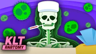 What Happens In YOUR Body When You Have A Cold? | KLT Anatomy