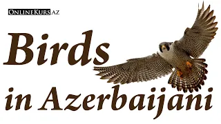 Birds in Azerbaijani