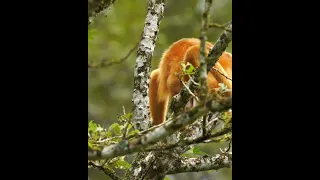 El animal MÁS EXTRAÑO de Costa Rica! 😲😍