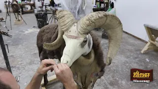 Mounting A Big Horn Sheep