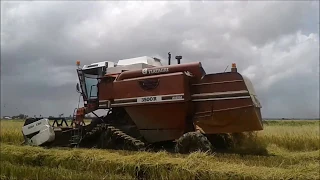 Farm Work| Combine-Harvester| Rice harvesting| colheita de arroz no Suriname