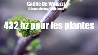 432Hz Music stimulation for plant health/ Musique pour les plantes