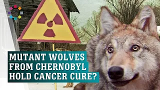 Chernobyl’s mutant wolves could hold secret to cancer cure