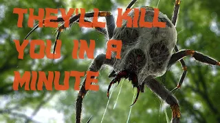 TOP 10 Most Poisonous Spiders in the World