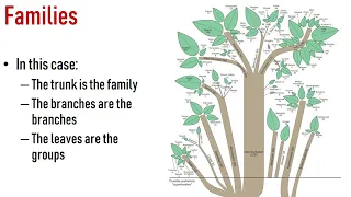 Indo European Family