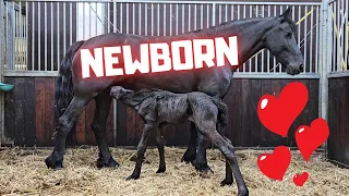 Newborn for the first time in real life! So sweet!! | Friesian Horses