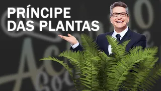 PRÍNCIPE DAS PLANTAS I ALÔ OUVINTE