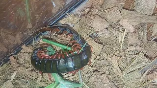scolopendra vs praying mantis​