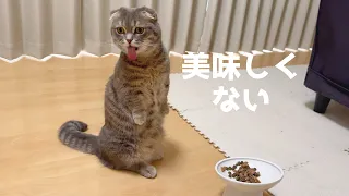 舌が肥えた猫のご飯選びは大変です...[マンチカンの銀時]