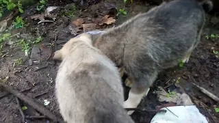 Пришёл на следующий день проведать брошенных щенят