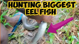 Unbelievable biggest live eel fish |catched biggest eel fish | fish cutting videos | fishing eel |