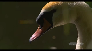 Ireland Wildlife Nature Video - Stock Footage on Shutterstock & Pond5