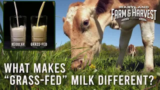 What Makes "Grass-Fed" Milk Different?  | MD F&H