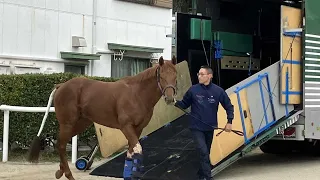 【チャンピオンズC】前走後の談話｜競馬ニュース｜競馬予想のウマニティ