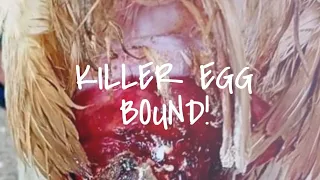 KILLER EGG BOUND!