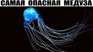 Эта Медуза Убивает Человека Быстрее Самой Ядовитой Змеи