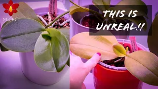 Do you recognize this Orchid?? 😳 Ikea Milsbo Cabinet & Slow Release Fertilizer Update