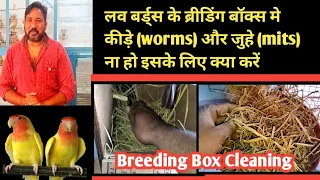 How To Clean Love Birds Breeding Box/cleanig a love birds  nest box / mits problem in love birds pot