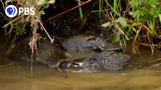 Witness a 'Platypus Love Donut'