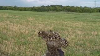 Открытие охоты ,с дратхааром, на перепела. Сезон 2015 г. German Wirehaired Pointer .