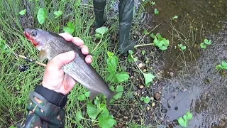 Рыбалка на ХАРИУСА и ЩУКУ в Коми/Рыбалка на таёжной речке/сплав по таёжной речке. Часть 2