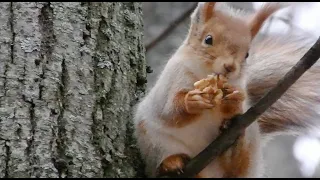 Милая молодая белочка кушает орешек