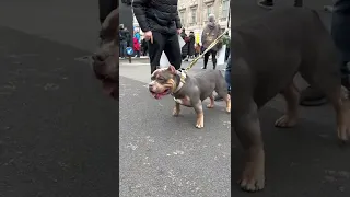 London "Freedom" Protest Jan 22, 2022 #Shorts