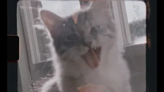 In memory of a loving cat - Super 8 Film