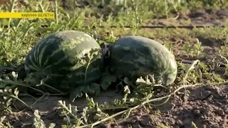 Все хитрости выращивания арбузов-гигантов | Ранок з Україною