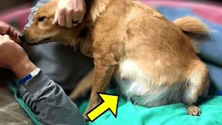 Dog Gives Birth, Then Everyone Screamed When Noticing What She Gave Birth To!