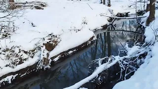 Бродячие собаки забрали косулю !